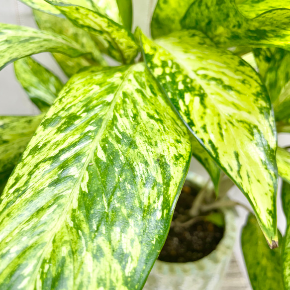  第9張的照片
