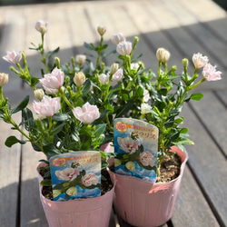 Comu＊Gardenのギャラリー｜ハンドメイド・手仕事品の販売・購入