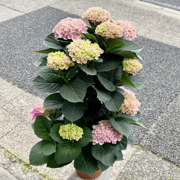  第3張的照片