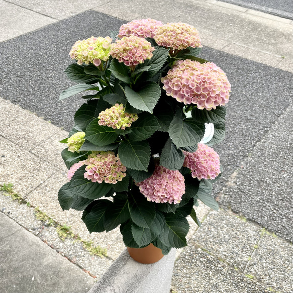  第2張的照片
