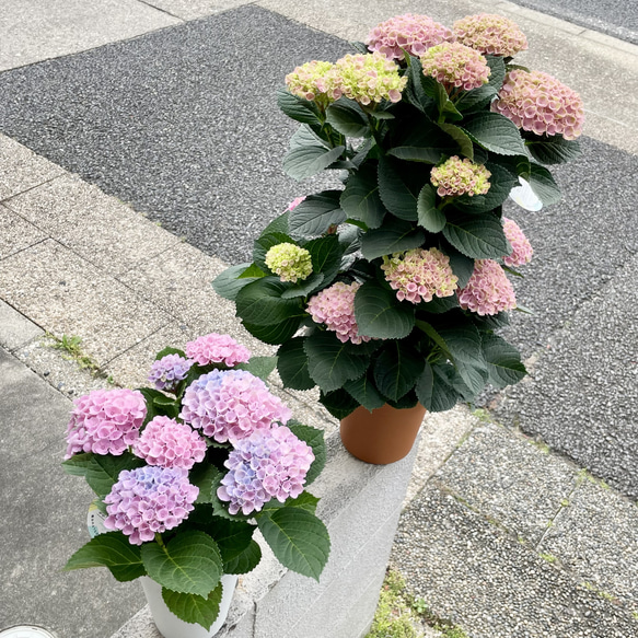  第11張的照片