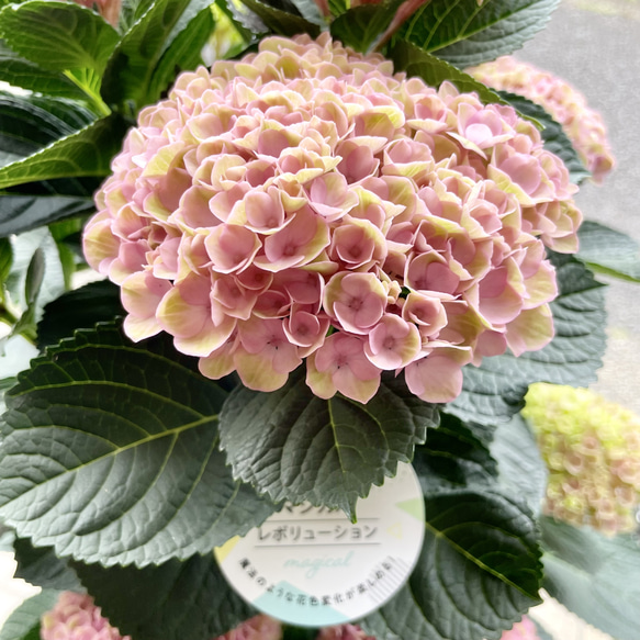  第9張的照片