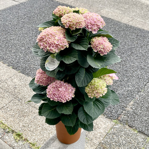  第1張的照片