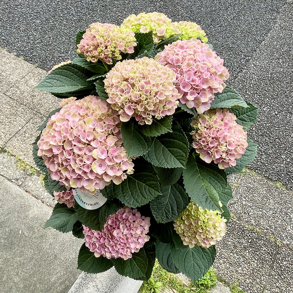  第4張的照片