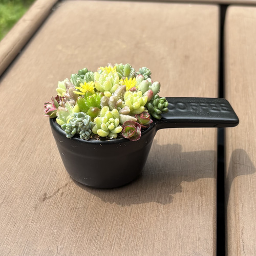 多肉植物 寄せ植え そのまま飾れる(*ˊᵕˋ*♡コーヒースプーン 多肉植物 寄せ植え そのまま飾れる(*ˊᵕˋ*♡コーヒースプーン Amazon