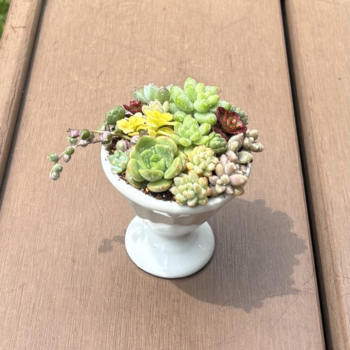 多肉植物 寄せ植え (⑅•͈૦•͈⑅).ᐟ.ᐟゴブレット 多肉植物 寄せ植え (⑅•͈૦•͈⑅).ᐟ.ᐟゴブレット