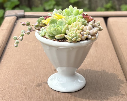 多肉植物寄せ植え♡♡仲良し小鳥さんみんなでお出かけ❤ 多肉植物寄せ植え♡♡仲良し小鳥さんみんなでお出かけ❤ 鉢減らしに