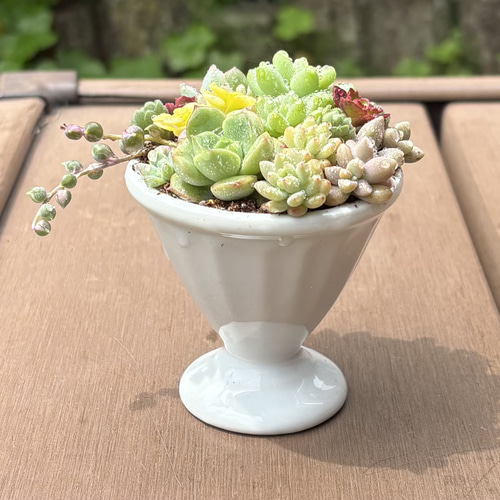 多肉植物　韓国苗　寄せ植え　ゴブレット 多肉植物 寄せ植え (⑅•͈૦•͈⑅).ᐟ.ᐟゴブレット 多肉植物 くる