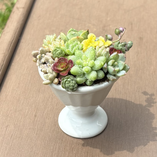 多肉植物 寄せ植え (⑅•͈૦•͈⑅).ᐟ.ᐟゴブレット 多肉植物 寄せ植え (⑅•͈૦•͈⑅).ᐟ.ᐟゴブレット