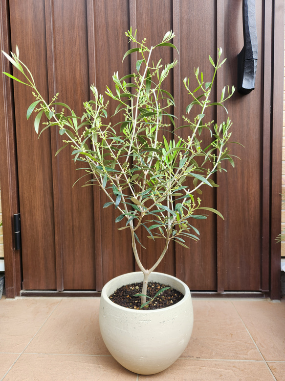 オリーブ エルグレコ お洒落セメント鉢植え 苗木 シンボルツリー