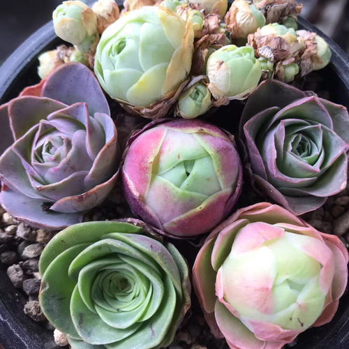 お買い得❣️多肉植物 グリーノビア 6点セット 抜き苗 名前付き 3cm