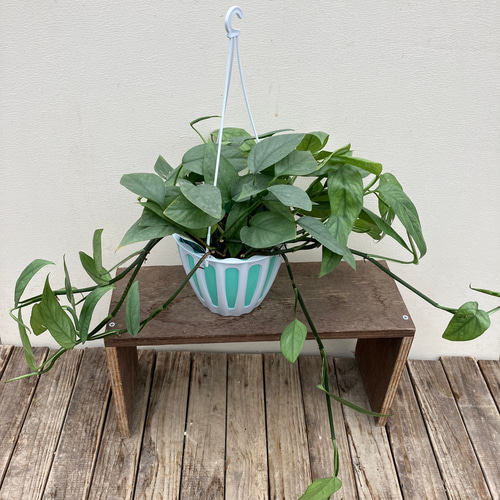 セブブルー＊エピプレナム ピナツム＊ポトス＊吊り鉢＊観葉植物 アート