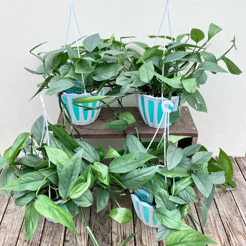 セブブルー＊エピプレナム ピナツム＊ポトス＊吊り鉢＊観葉植物 アート