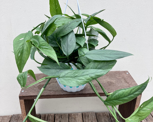 ポトス　ブルーフォーム　海外新品種　セブブルーより入手困難　カット苗発根済み ポトス ブルーフォーム 海外新品種 セブブルーより入手困難 カット苗発