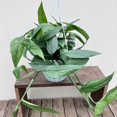 観葉植物　エピプレムナム セブブルー 吊り鉢 大鉢 8号 ポトス モンステラ エピプレナム ピナツム セブブルー | ブログ | 愛知の観葉植物