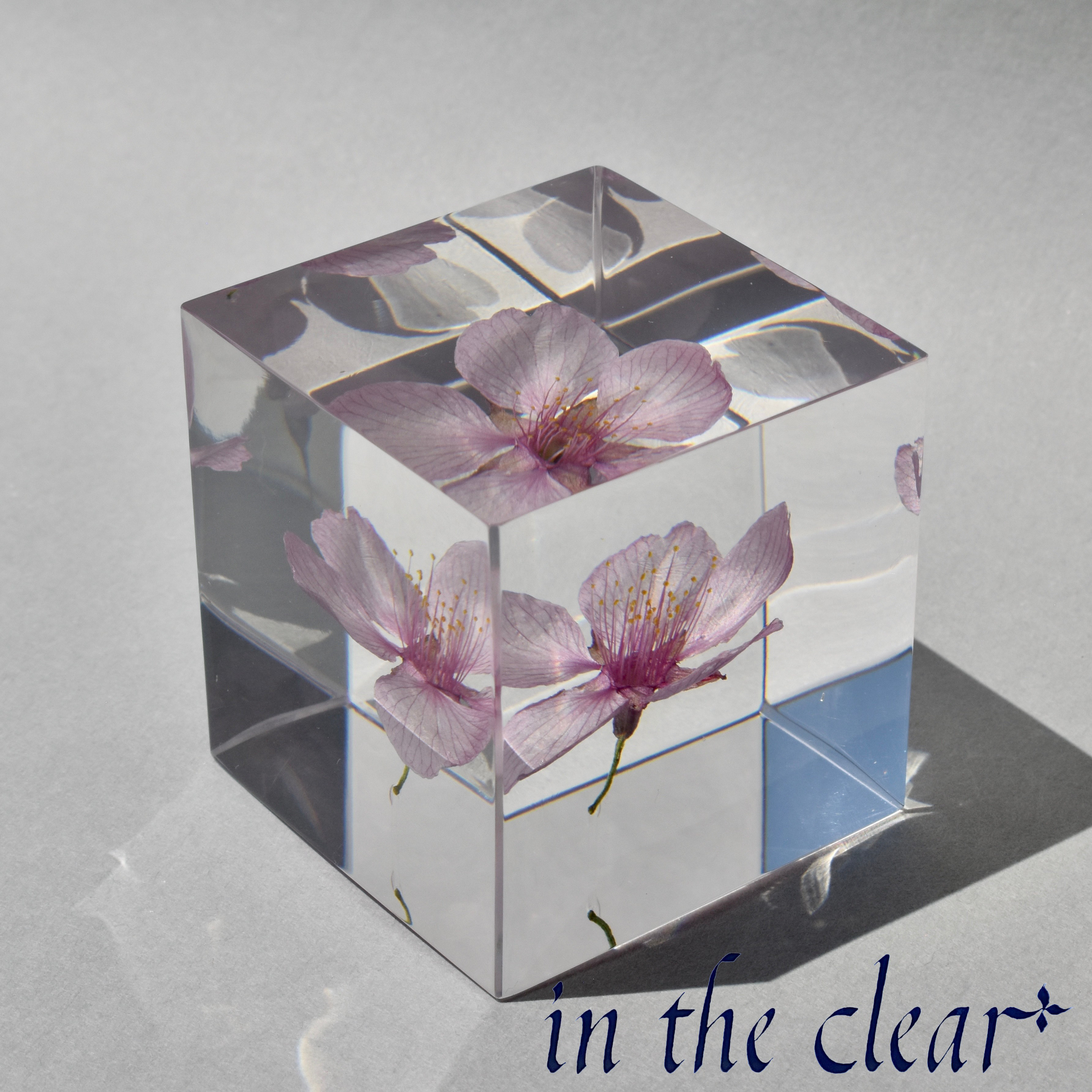 植物標本　河津桜　ピンク　4.５センチキューブ