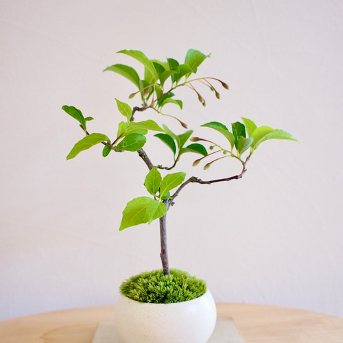 エゴノキ盆栽 SG009 エゴノキ盆栽 SG009