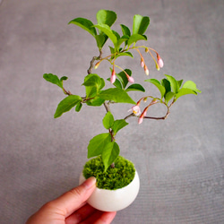 白花あけび｜盆栽｜白アケビ | 落葉樹 盆栽 bonsaikiki 通販