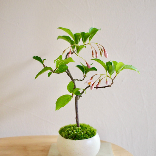 エゴの木(桃花)大幹小品盆栽 盆栽 八ツ房エゴノキ /盆栽、多肉植物、塊根植物、観葉植物通販
