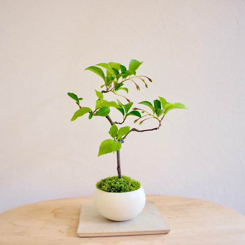 エゴノキ｜薄ピンクの花｜下向きに咲く花｜落葉樹｜ミニ盆栽