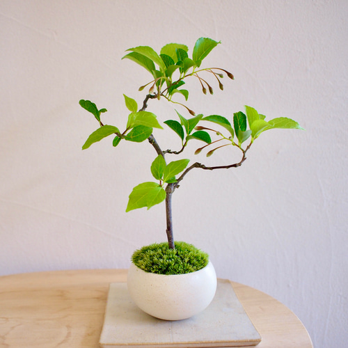 エゴノキ｜薄ピンクの花｜下向きに咲く花｜落葉樹｜ミニ盆栽