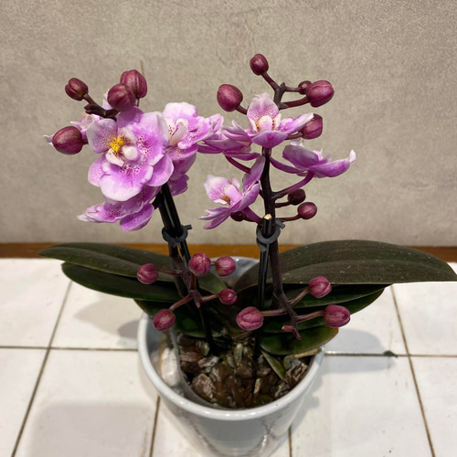 希少❗️胡蝶蘭❤️ダイヤモンドサクラ 3.5号陶器鉢 多肉植物