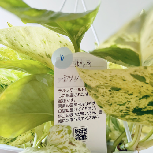 新品種】ポトス テルノグレース ハンギング 観葉植物 calm cafe