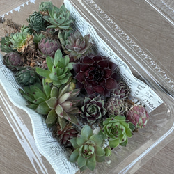 ☆ よいこ☆クリスマスが待ち遠しいペアクマちゃん☆多肉鉢☆ガーデン雑貨