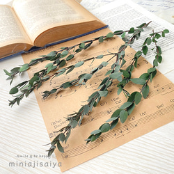 再入荷 】世界最小のバラ リトルウッズ ピンク 国産【 ドライ