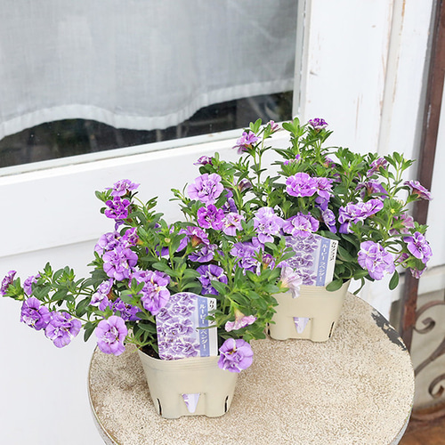 花苗 カリブラコア ルーピー ラベンダー 3.5号 八重咲き 多年草