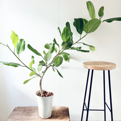 【特A品】オリーブ チプレッシーノ Lサイズ 観葉植物 calm cafe 特A品】オリーブ チプレッシーノ Lサイズ 観葉植物 calm cafe