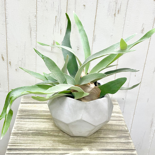 ビカクシダ“ビーチー”｜青白い葉が美しい、大人のナチュラル