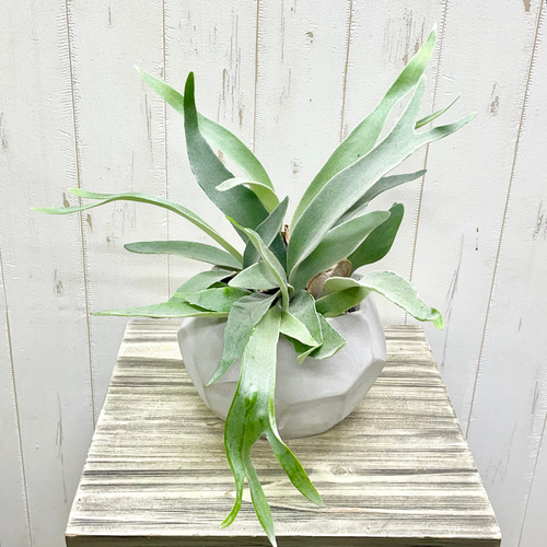 ビカクシダ“ビーチー”｜青白い葉が美しい、大人のナチュラルグリーン