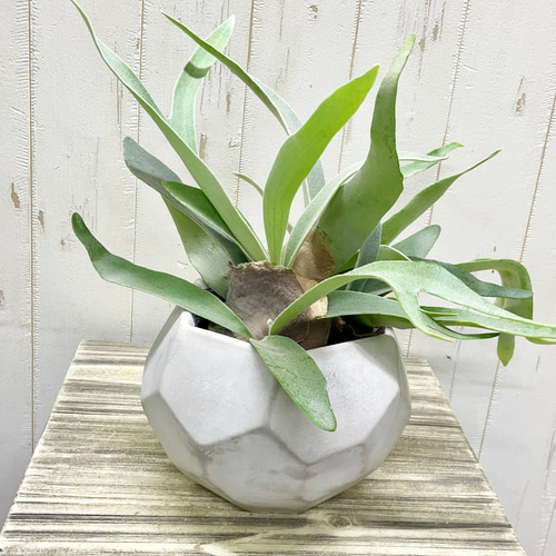 ビカクシダ“ビーチー”｜青白い葉が美しい、大人のナチュラルグリーン