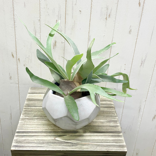 ビカクシダ“ビーチー”｜青白い葉が美しい、大人のナチュラルグリーン