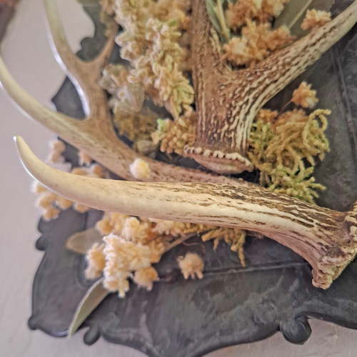 鹿角アート 【 萌 / きざし 】壁面オブジェ 立体・オブジェ antlers