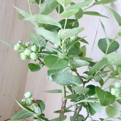  第3張的照片