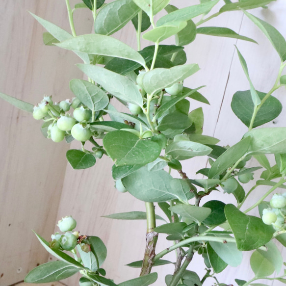  第3張的照片