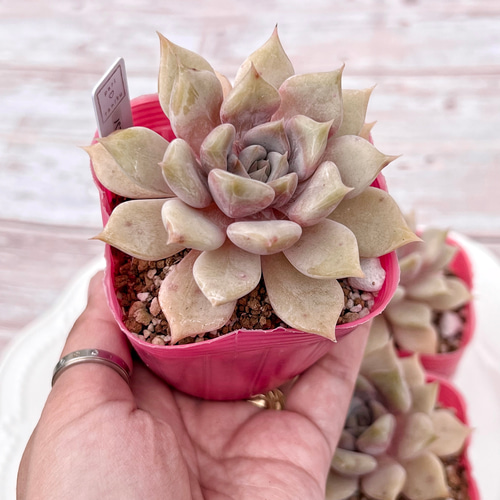 多肉植物 パステルレオン カット苗 韓国苗 多肉植物 pariʚ