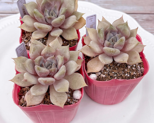 多肉植物 パステルレオン カット苗 韓国苗 多肉植物 pariʚ