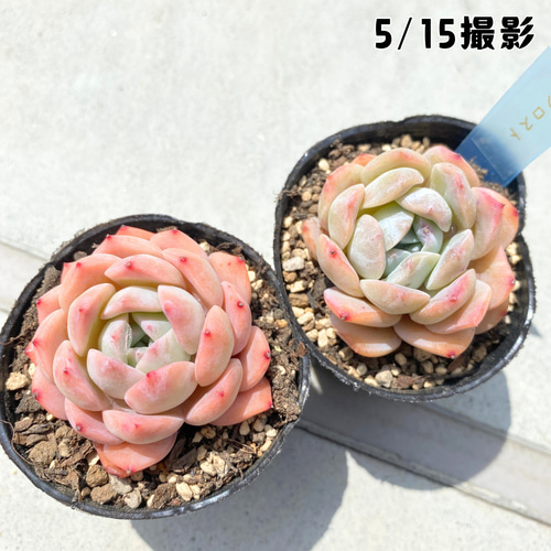 多肉植物 ロゼット型 花芽付き*6 6cmポット×5苗】多肉植物ぷくぷくセットB（送料別）発根済ラベル