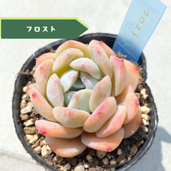 多肉☆キャラメル・カット苗・大きめ ウェブショップ更新しました☺️ イベントで大人気だったカット