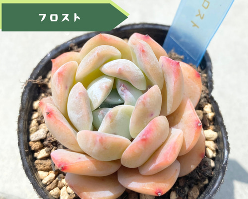 多肉植物　6点　まとめ出品 一点物の逸品】大群生多肉、数量限定出品。 これだけの群生に