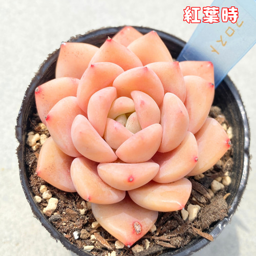 sale☆1苗【6cmポット/フロスト】中苗 輸入苗 多肉植物 多肉植物