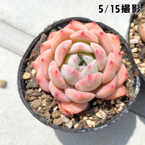 多肉植物　フーケリー カット苗  6個 多肉植物フーケリー カット苗 6個