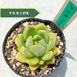 3苗【6cmpot/藍鏡】小苗 輸入苗 多肉植物 ハオルチア 多肉植物 多肉