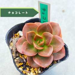 3苗【6cmpot/藍鏡】小苗 輸入苗 多肉植物 ハオルチア 多肉植物 多肉