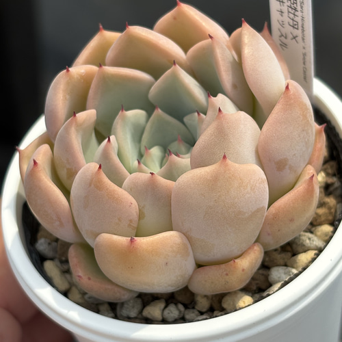 人気レア品種！☆沙羅姫牡丹×スノーキャッスル 多肉植物 自家繁殖 国産