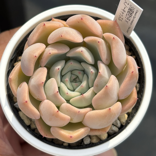 人気レア品種！☆沙羅姫牡丹×スノーキャッスル 多肉植物 自家繁殖 国産