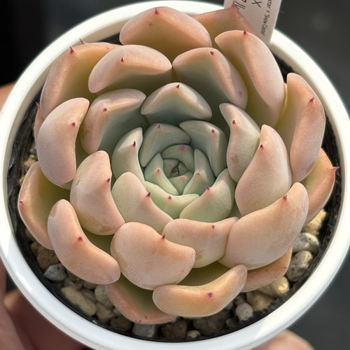 人気レア品種！☆沙羅姫牡丹×スノーキャッスル 多肉植物 自家繁殖 国産